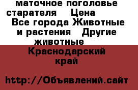 маточное поголовье старателя  › Цена ­ 2 300 - Все города Животные и растения » Другие животные   . Краснодарский край